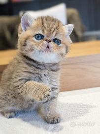 Gatto persiano Golden