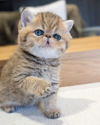 Gatto persiano Golden