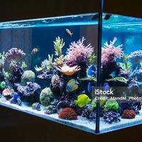 Fluval Sea plafoniera LED per acquari marini