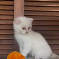 Gattini Scottish Fold