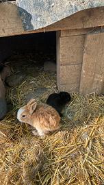 Conigli ariete, testa di leone