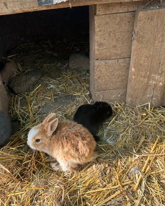 Conigli ariete, testa di leone