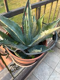 Pianta agave