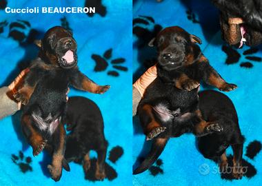 Cuccioli BEAUCERON maschi nero focati