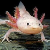 Axolotl (Dolce & Gabbana)