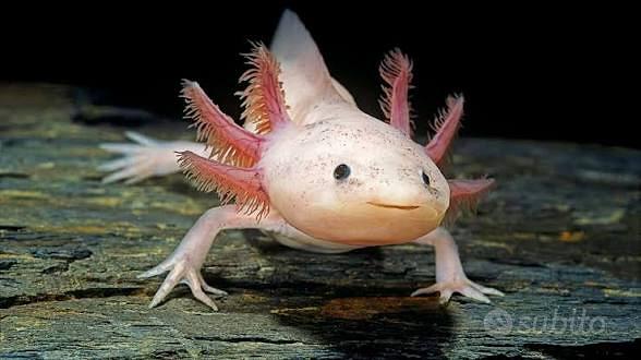 Axolotl come animale domestico: cosa devi sapere prima di averne uno