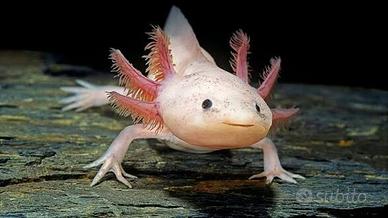 Axolotl (Dolce & Gabbana)