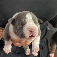 American bully