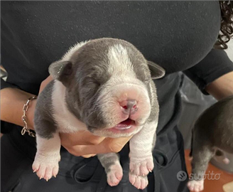 American bully