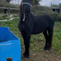 Doppia pony di 4 anni