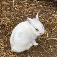 Coniglio testa di leone