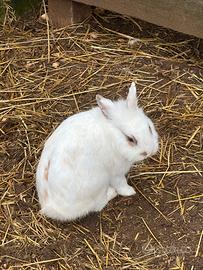 Coniglio testa di leone