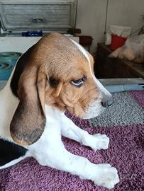 Cucciolo Beagle con pedigree