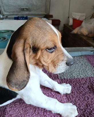 Cucciolo Beagle con pedigree