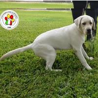 Cucciolo maschio labrador - 9 mesi circa