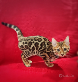 Maschio bengala alta genealogia 3 mesi