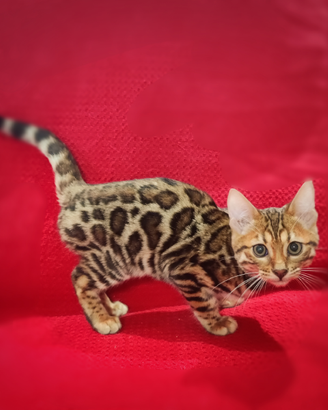 Maschio bengala alta genealogia 3 mesi