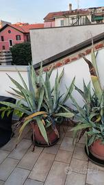 2 piante di agave 