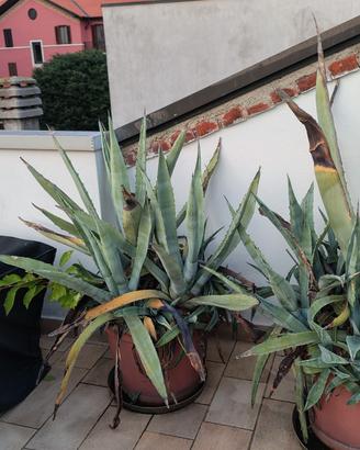 2 piante di agave 