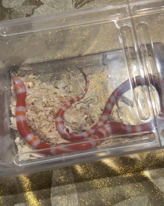 Serpente