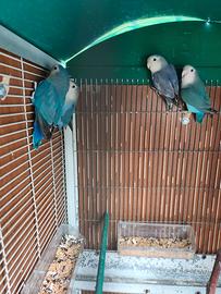 Inseparabili NT maschi e femmine poss. gabbia