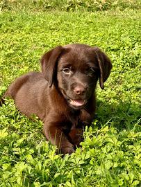 LABRADOR RETRIEVER COLOR CIOCCOLATO