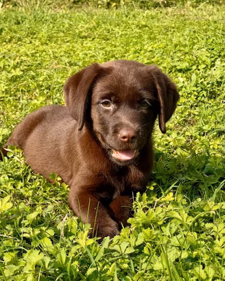 LABRADOR RETRIEVER COLOR CIOCCOLATO