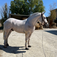 Cavallo Boulonnais
