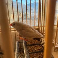 Bengalini coppia - gabbia