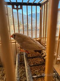 Bengalini coppia gabbia