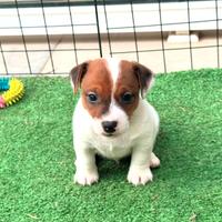 Jack Russell terrier