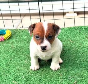 Jack Russell terrier