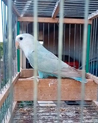 Cannella blu