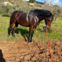 Cavalla