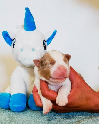Cuccioli Australian Shepherd / Pastore Australiano