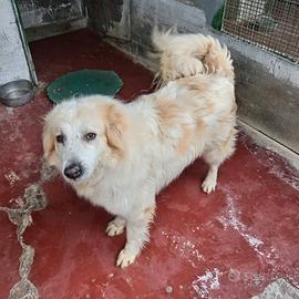 Igor Golden Retriever Meticcio in Canile