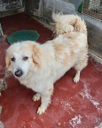 Igor Golden Retriever Meticcio in Canile
