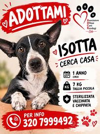 Isotta in love