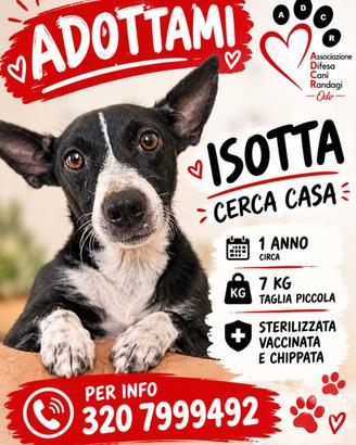 Isotta in love