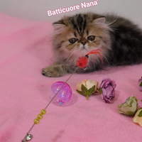 Cucciolo di gatto persiano