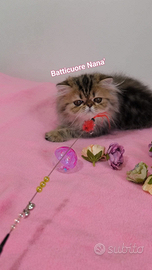 Cucciolo di gatto persiano