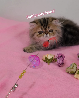 Cucciolo di gatto persiano