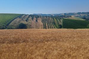 Rif. 266 casolare a citta' sant'angelo