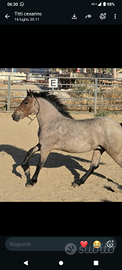 Puledra