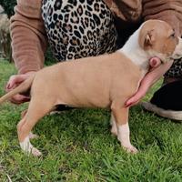 Amstaff