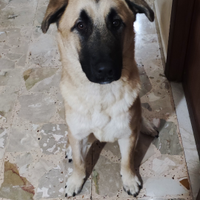 Loki
