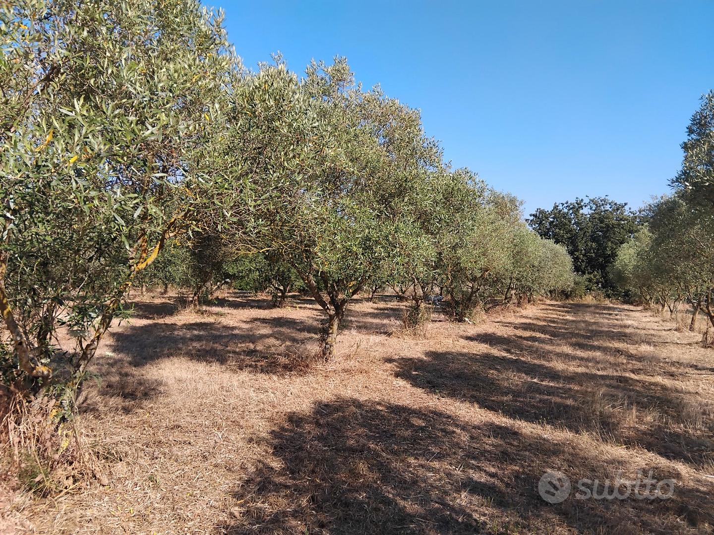 Oliveto - Ortacesus - Vista 4