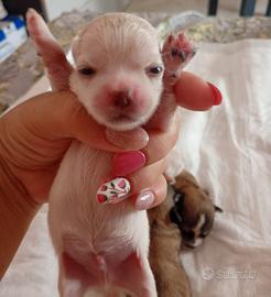 maltese toy 