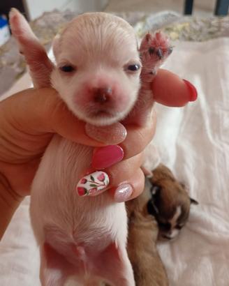 maltese toy 