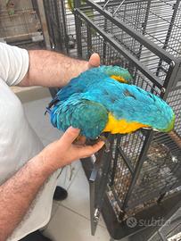 Ara giallo blu
